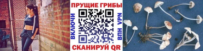 сколько стоит  Можайск  Псилоцибиновые грибы мицелий 
